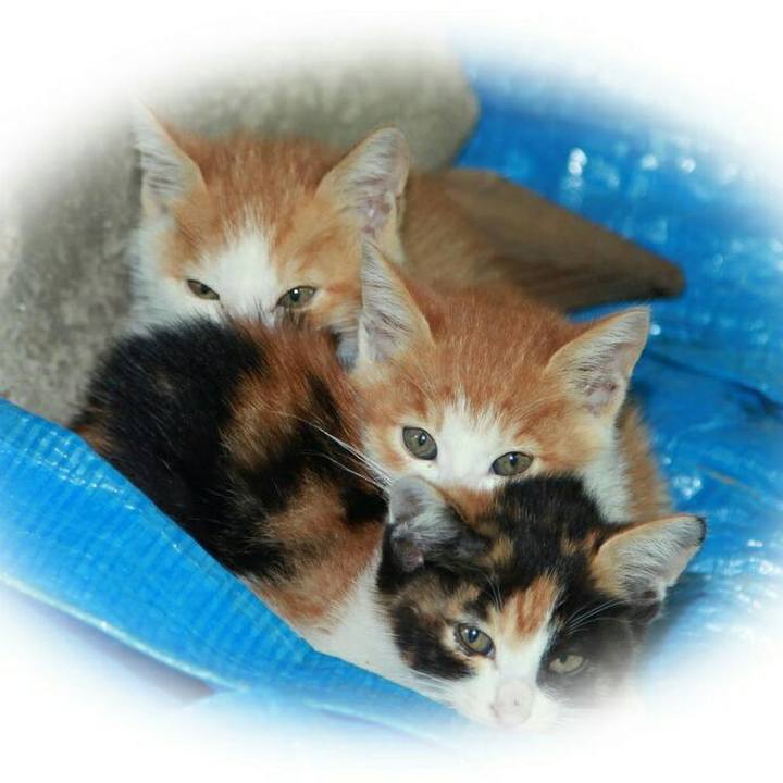 Ce3ec55f c21a 4305 bd37 e41c61e1a03b