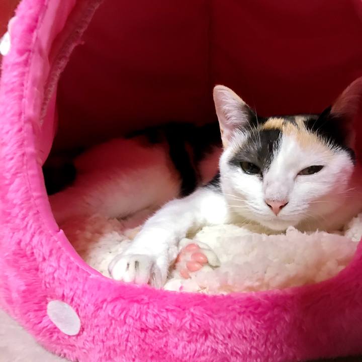 Ce4bc3b7 1afe 4b89 a512 2929590507bb