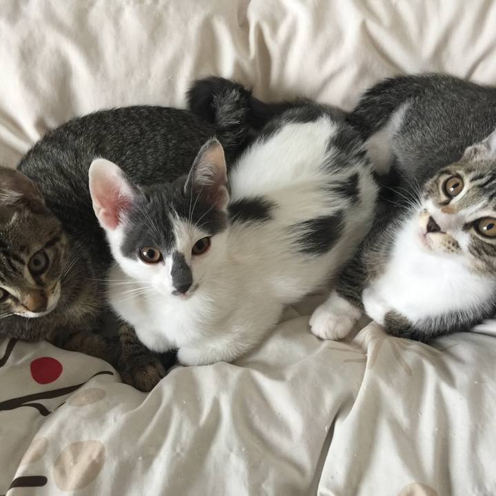 Ce4c4a74 0ca0 432c 8735 317fcd44ab66