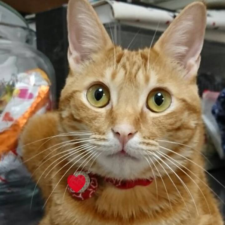 Ce4fccf7 bd09 4bcb bcac f8904766ea80