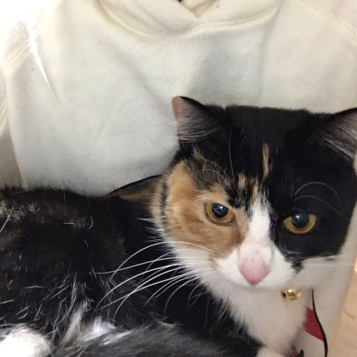 Ce548906 182d 44a3 bc0f 39fd206dd53c