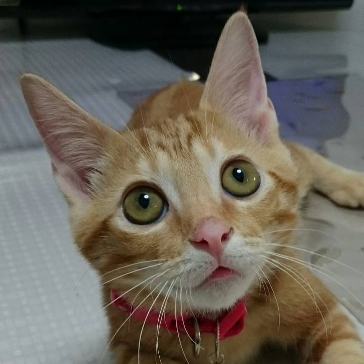 Ce54b6fe 3b30 41bb 97a4 d95a0a40bc49