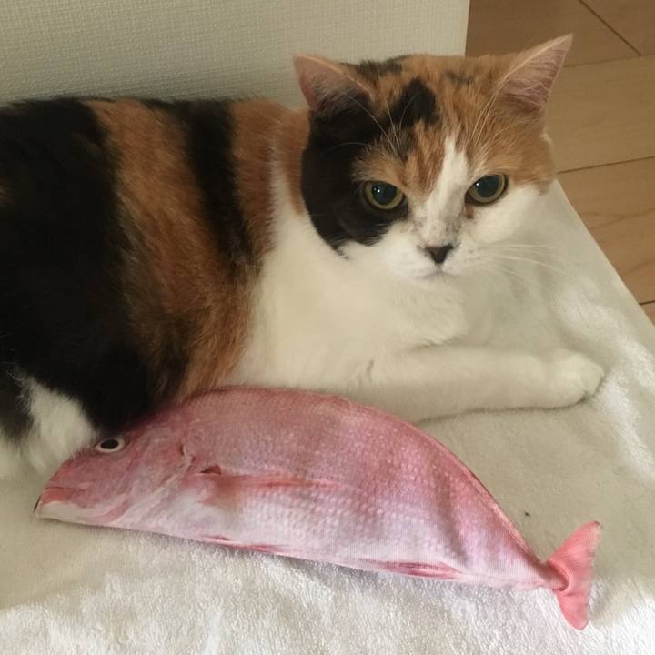 Ce669492 7a7c 44d9 8cef 720abf50e4d2