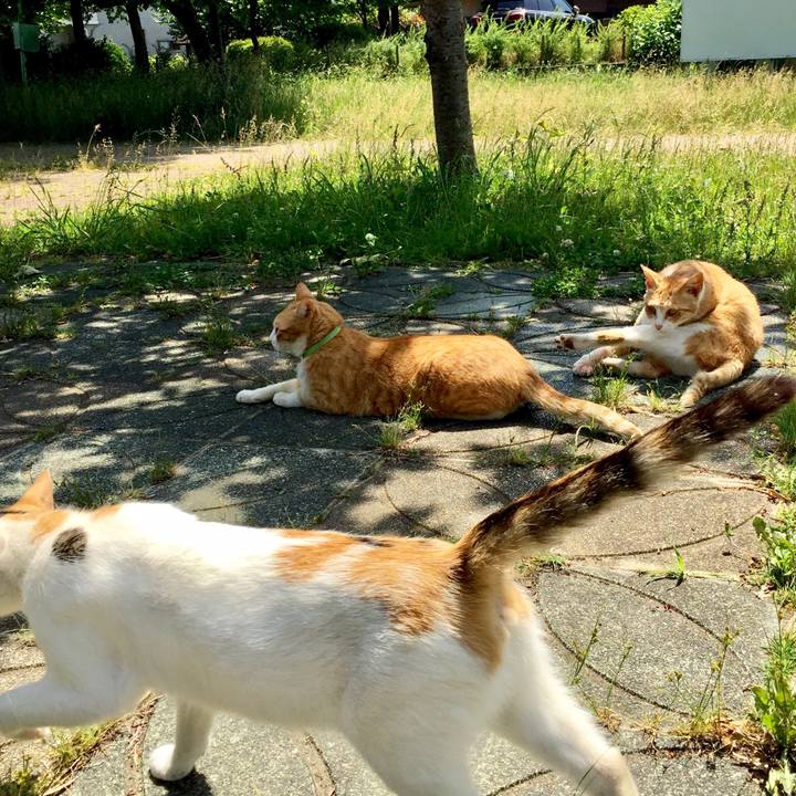 Ce6bce1e 6cf3 419a ad0f b3ece62af088