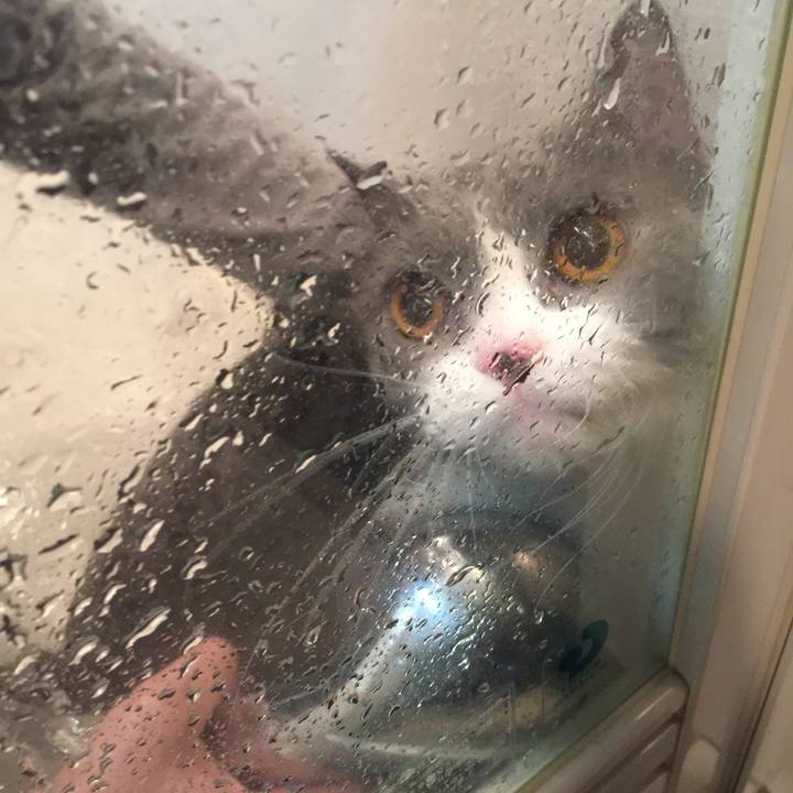 Ce6ce9c3 bfcf 4c3b 88f6 665c187fc215