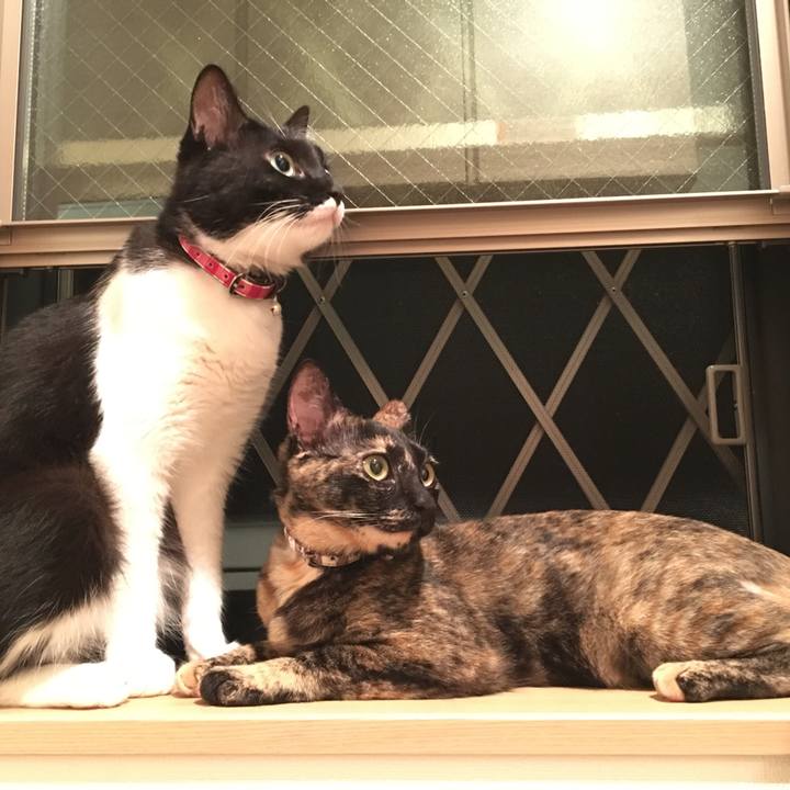 Ce6ddd50 7c94 41eb 8586 1c797cf9b450