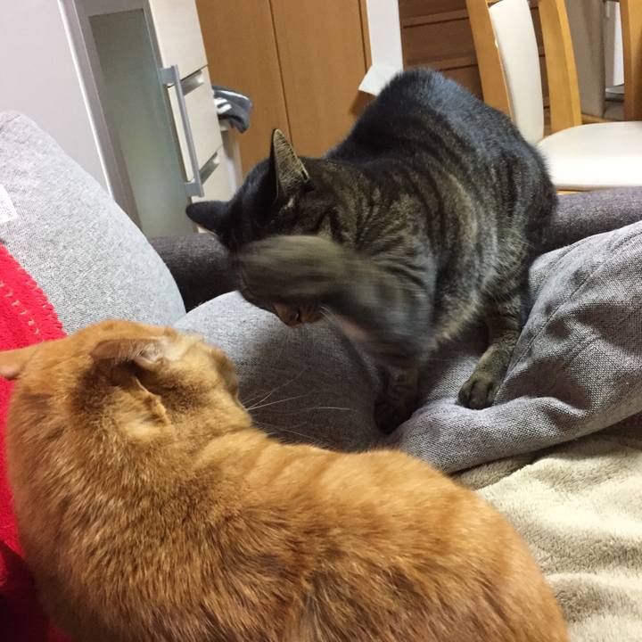 Ce74248e 2f0d 408a 82db 99890da36118