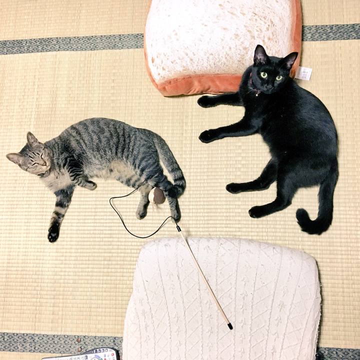 Ce7646bc 6748 4116 b1f9 19cd11c0f26e