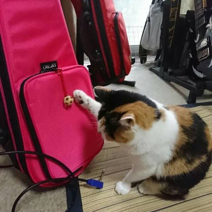 Ce7ad19b c6ca 4b9e 8c0c 6b7f8e726cb1