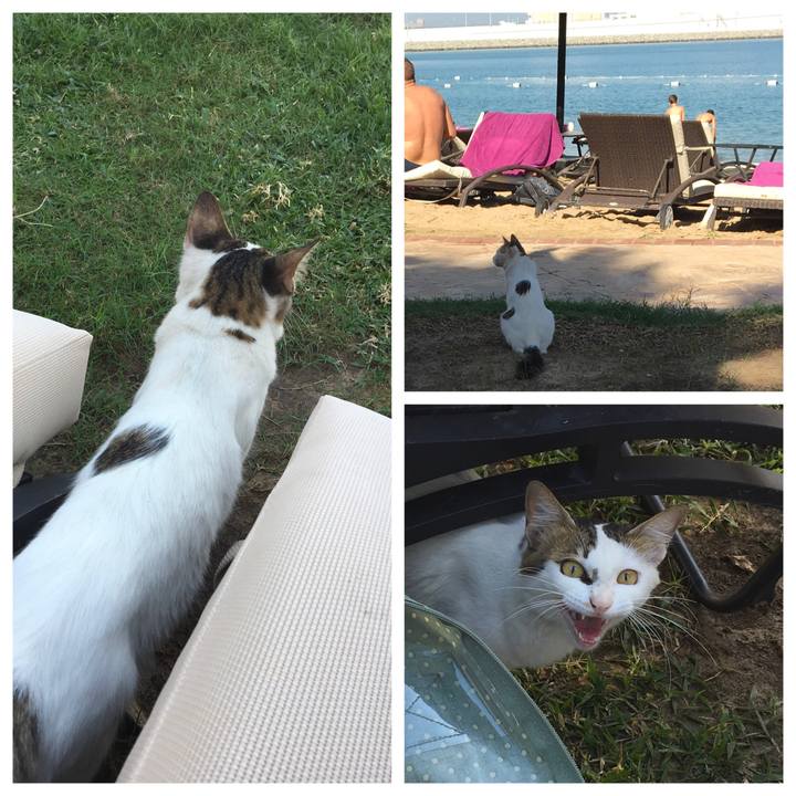 Ce83fc6b 0ee5 4ca9 9067 b92e04c49328