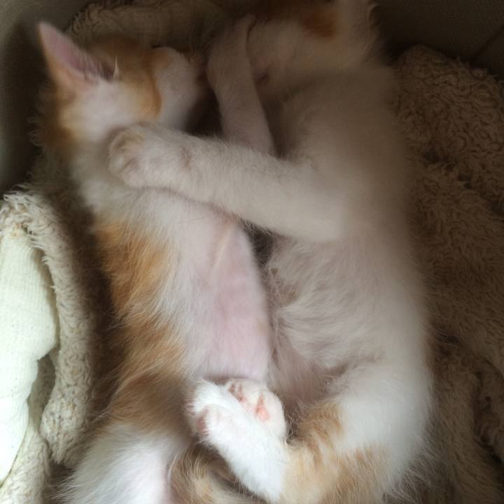 Ce89b343 0c67 4dbb 88be b99d2d2aa879