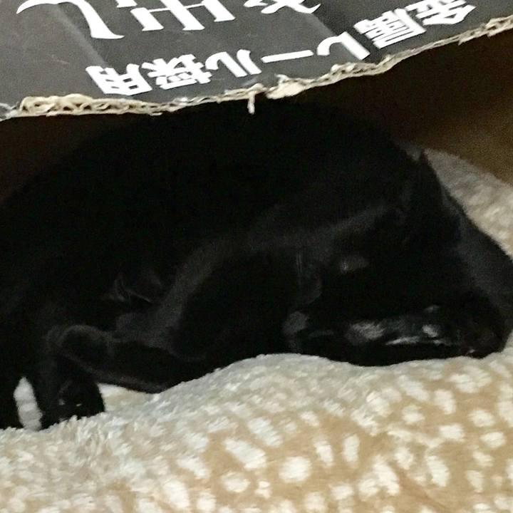 Ce98afee 4c90 4e2d a493 6eb24dbd28c4