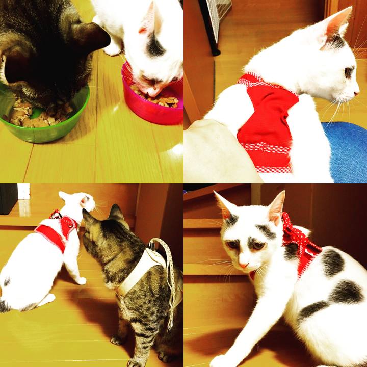 Ce9d1e22 c05a 405c 99ab 78645b774cca