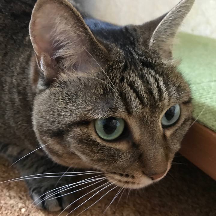 Ceb6c8a3 2ccd 4fc4 b5dd 46c28a470ffa