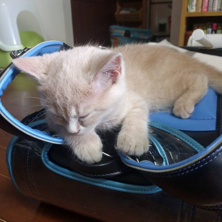 Cecbfc72 389a 453f 98b9 5bd4f932a734