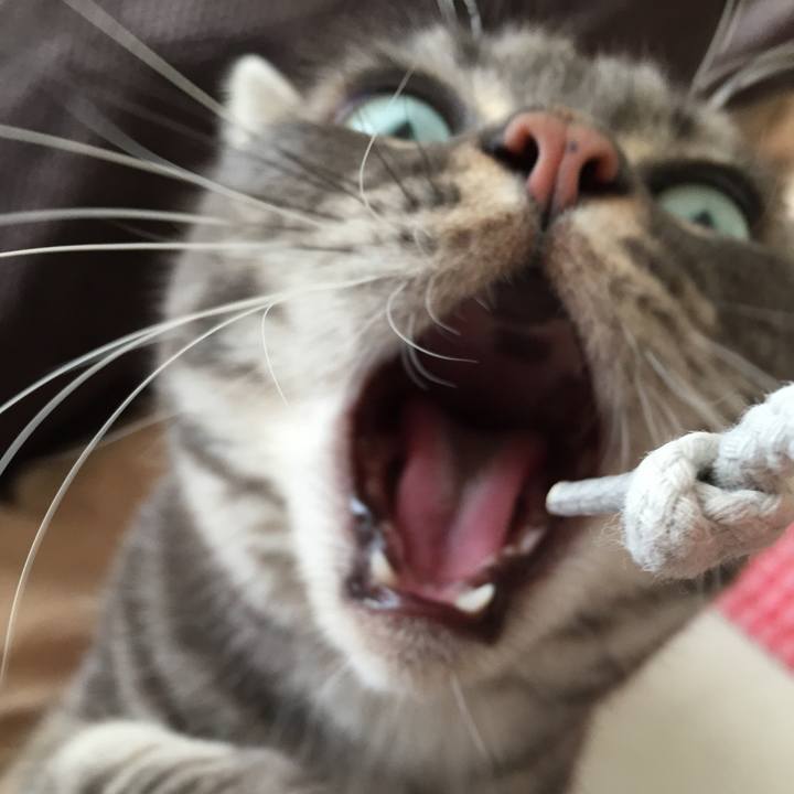 Cecce6b3 ae6c 482e b0a8 8199055fad6c