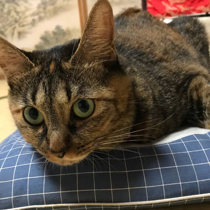 Cecffdcf 5a7d 4b2a 8797 db3435faa109