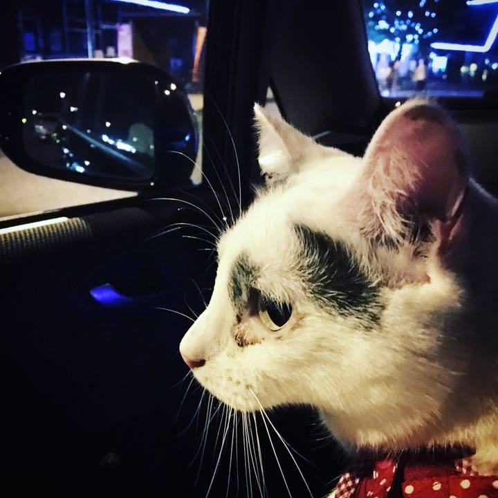 Ced03c1f f286 4c98 a039 c639d4c39644