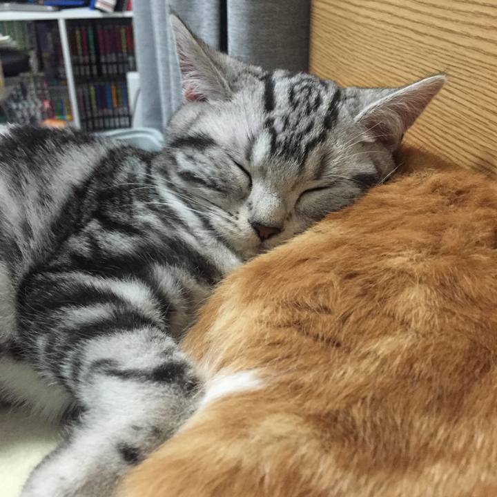 Ced428a8 329b 490f a977 0d5668fb1f40