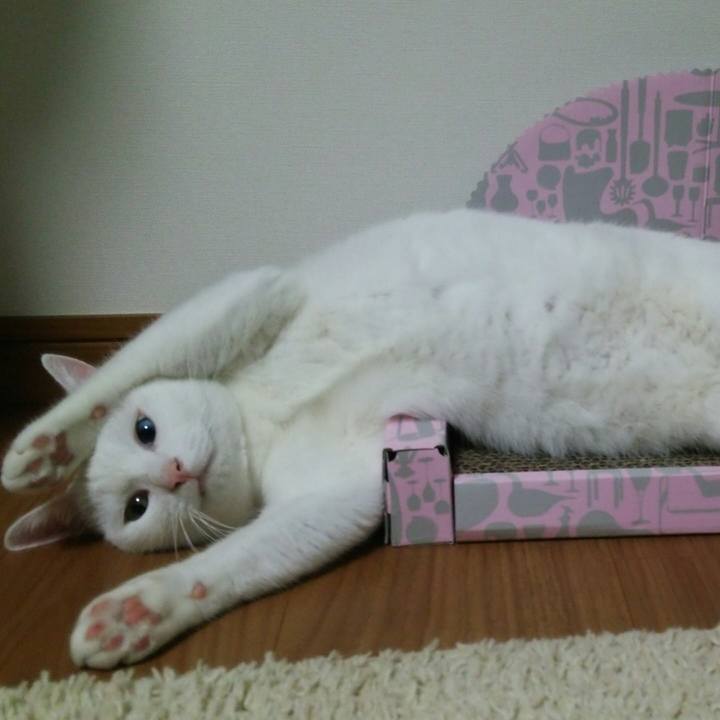 Ced44c31 2355 4b56 ab5a c9e97b1cc207