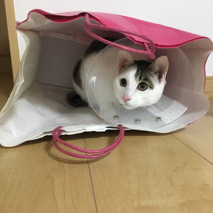 Ced4c5a0 3402 4e81 90b0 08ac00209fb2