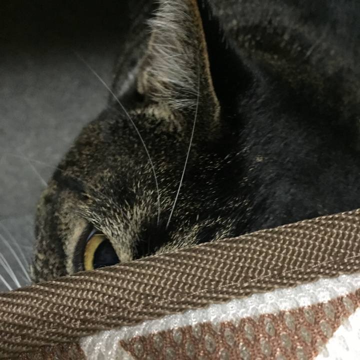 Ced8ada6 a2e3 41a7 8bac 06a25a9350d9