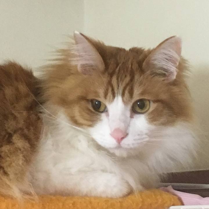 Ced9563a d2ed 400c 87b9 50a9d7f0dde1