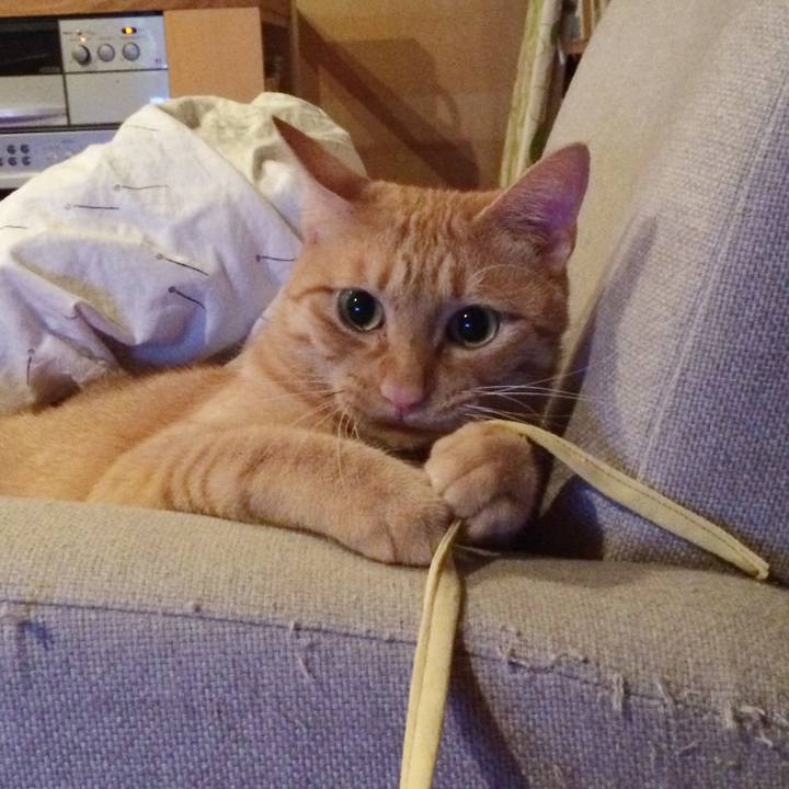 Ceda9afa b8e2 4e59 8747 4ce4e2461c82