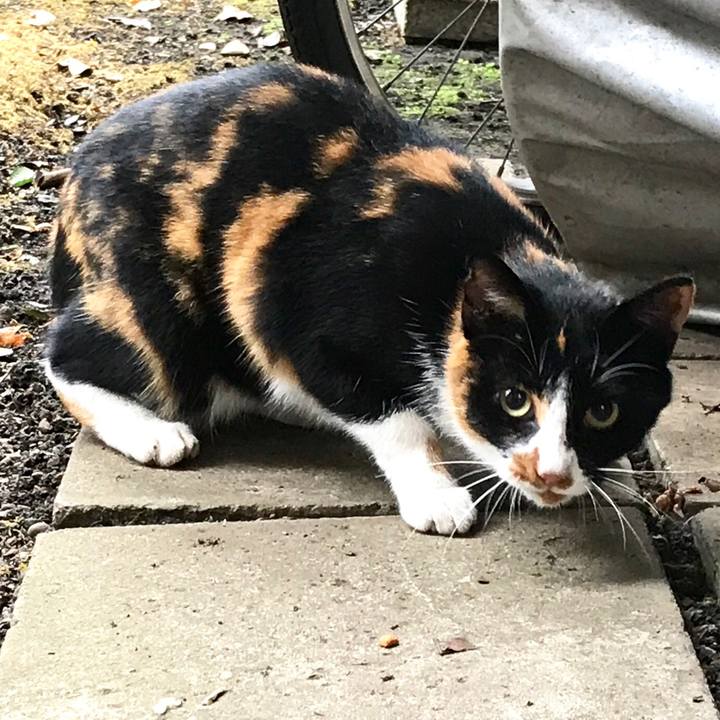 Cedf1c89 4056 45ce bb6c dff3f7c97ddc