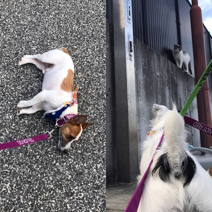 Cee006d2 8a0b 4c9d 8496 9f64de901bd8