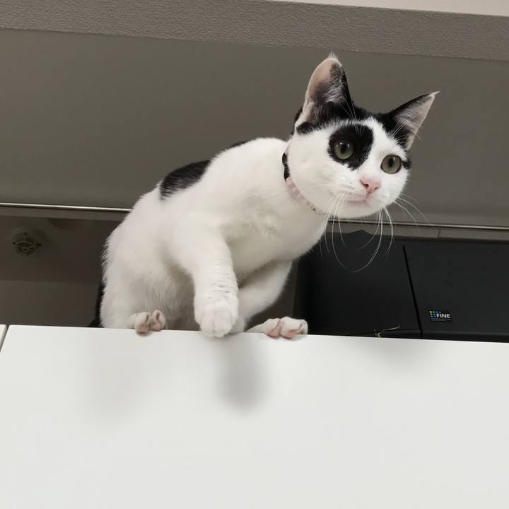 Cee40850 ba78 4a49 9ff2 e6c417a0b2b5