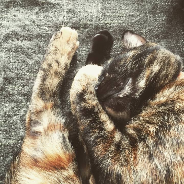 Cee6bcef e36c 43e0 a67a 6481b247f56a