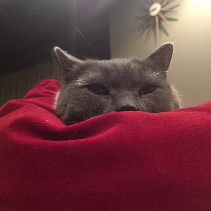 Ceeb26ea fac5 4587 8e38 0155da458e66