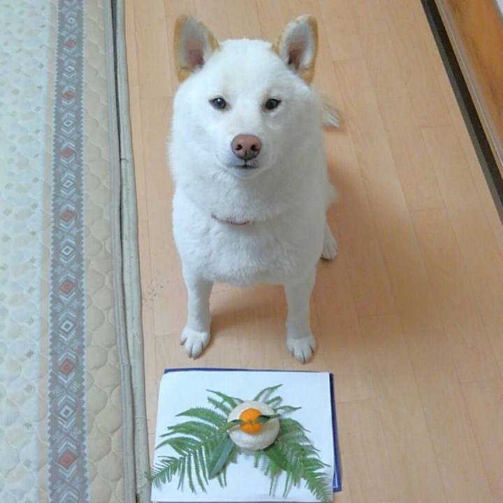 Cef4907a 6c7f 4fd2 84b1 39d553a77734