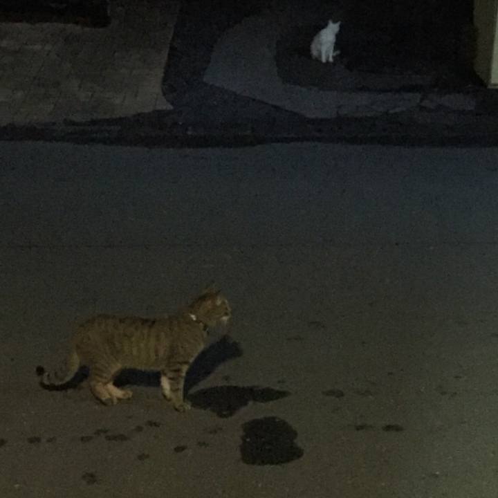 Cef4c61a 8d57 4423 be80 4348808f60c3