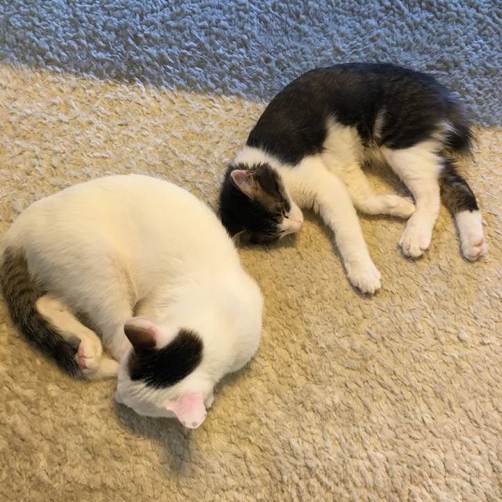 Cef95832 dbfe 4a3d a1fa b5db5c0fe050