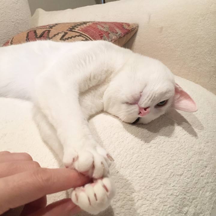 Cef98ce6 5f8b 44fd a39d f1add3eb9293