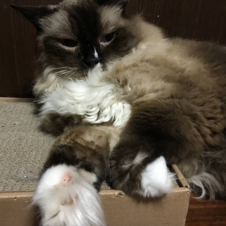 Cefac5ec 2396 4dd0 902e b6592386ee29