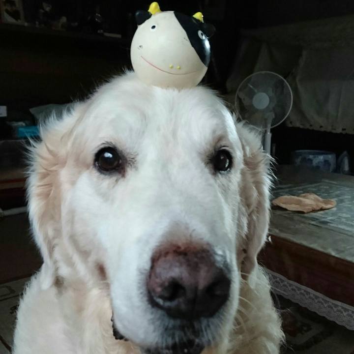 Cefbc60c 9d64 4a09 8dc7 16d55904b980