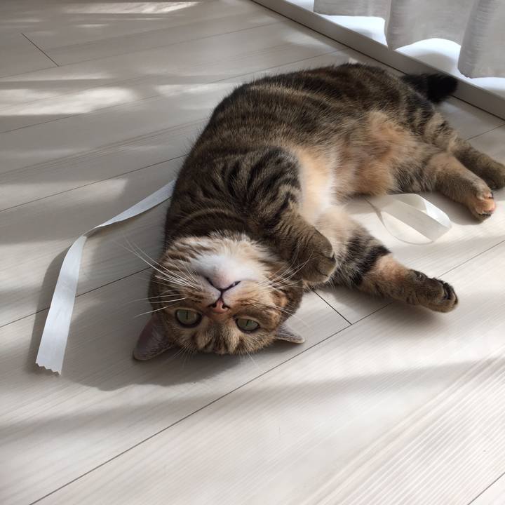 Cf029e8f ce02 4181 85c2 ce19b53f8041