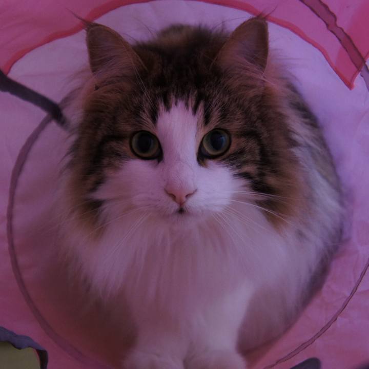 Cf08fb6d bc45 48bf a285 516cb4069e70