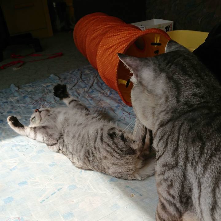 Cf09006c c70f 45a3 9126 4424262e941f