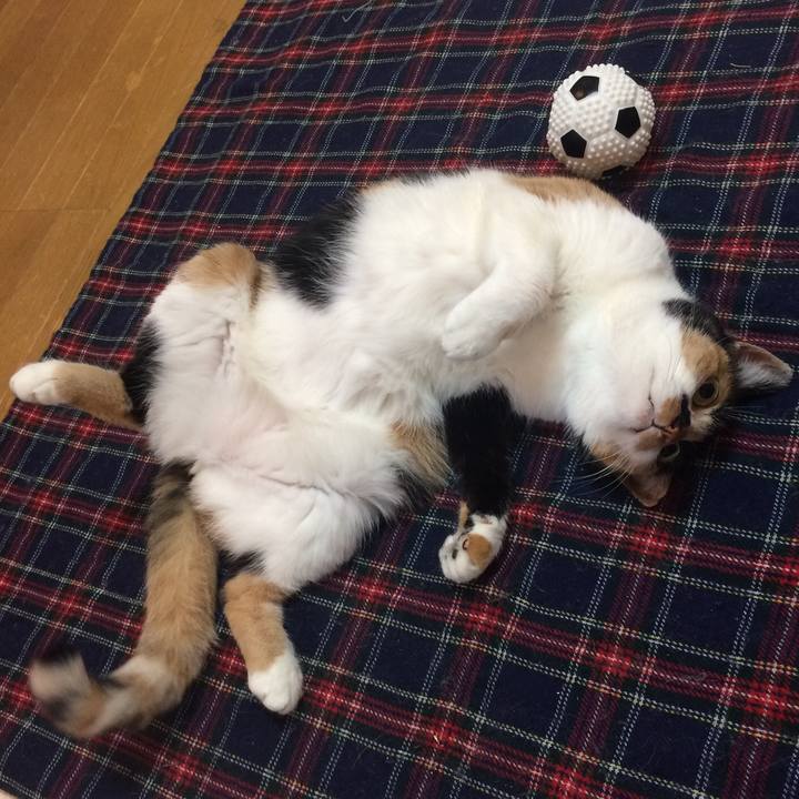 Cf14f710 d1b6 4a0a ba2c 9dc07a457c85