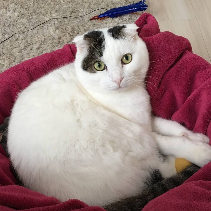 Cf18b96b f669 43a6 87d8 cf5bd9480a41