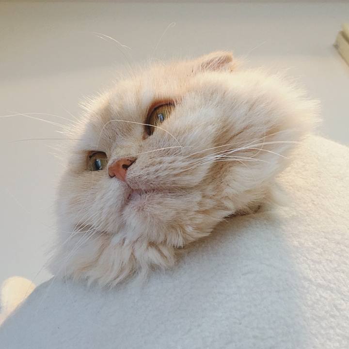 Cf1ca36c c0c4 4ad4 9fe1 ff1d450b8827