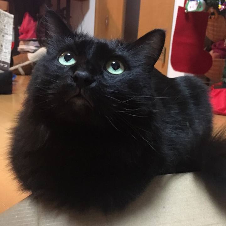 Cf1d0660 63ab 4bce b7ed 163049a7abfe