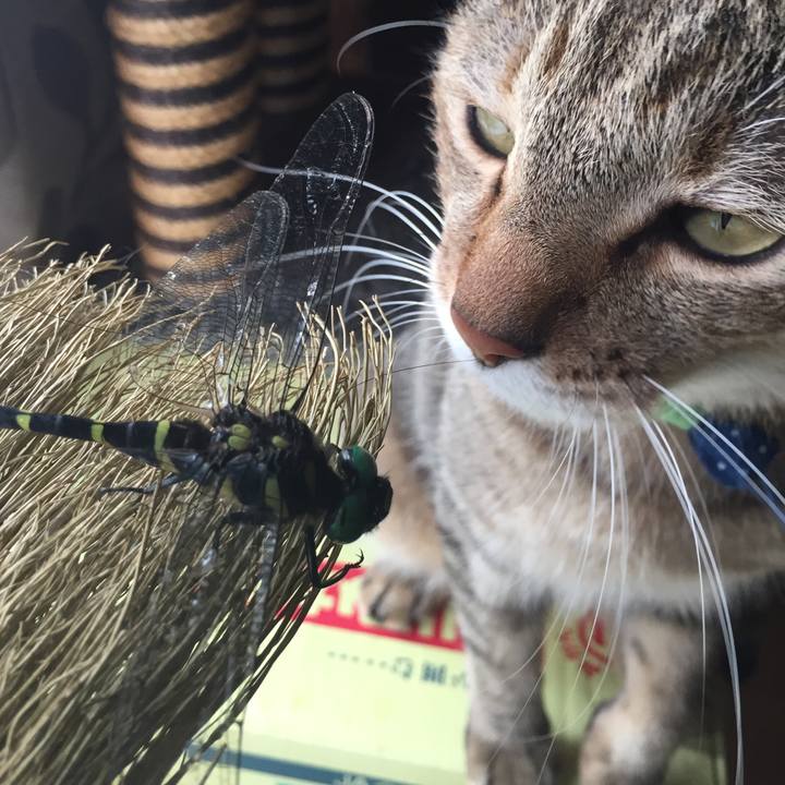 Cf1ec544 cdba 436a a443 810be0b70c1c