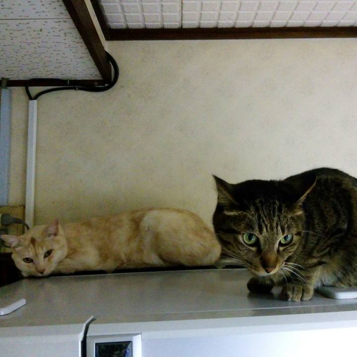 Cf20068b 2b82 46b1 87a0 bf3b1470bc75