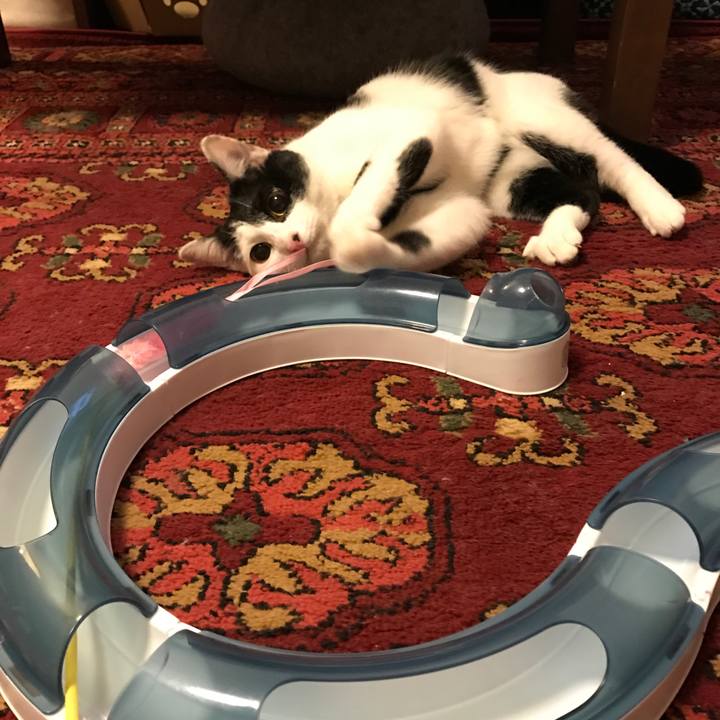 Cf2022c3 74db 45bf 8e4f e58631354ee1