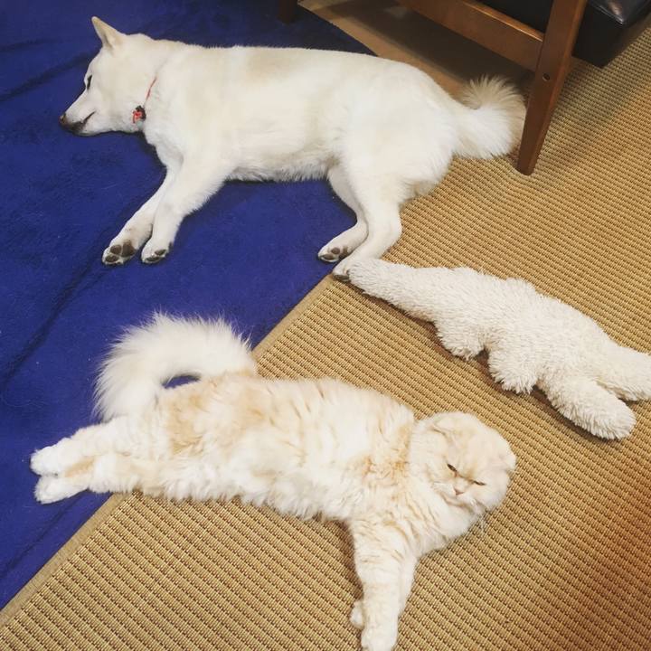 Cf20e89d 315f 4839 b44a bef831d590f2